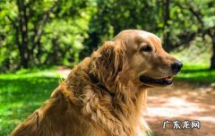 金毛和拉布拉多哪个贵 金毛犬适合家养吗?
