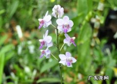 匙唇兰怎么养 五唇兰有哪些特征与盆栽要点