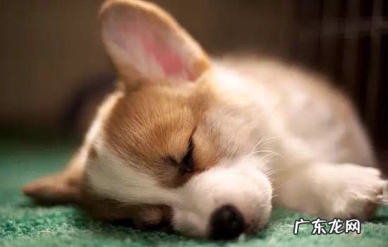 楼房里适合养什么狗 适合楼房养的温顺的狗