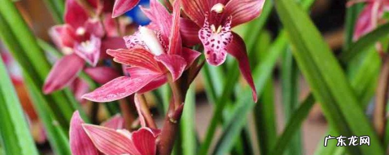 墨兰看到花蕾到开花要多久 墨兰从花苞到开花要多久