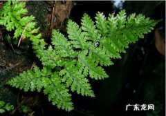 大叶骨碎的养殖方法