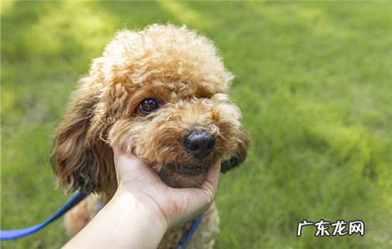 泰迪多大抱回来最好养 泰迪从多大开始养好