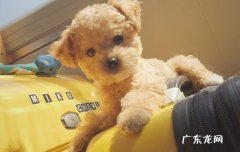 poodle dog是什么狗 poodle