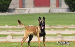 马犬和狼青串出来的是什么狗 马犬是什么狗串出来的