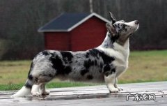 十大新手最好养的狗狗 边牧是中型犬还是大型犬