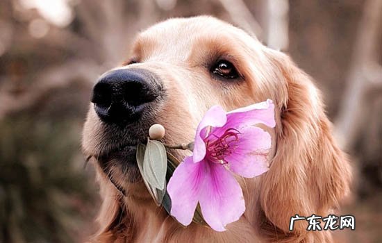 比较有创意的狗狗名字 端午节的狗狗叫什么名字