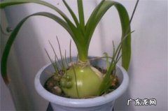 虎眼万年青怎么修剪 虎眼万年青怎么造型