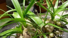 虎眼万年青的种植方法 虎眼万年青的养殖方法