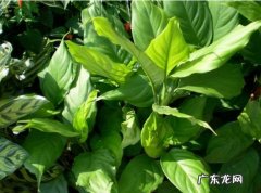 斑马叶万年青养殖方法 马万年青的养殖方法