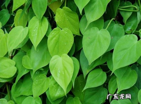 心叶蔓绿绒图片 心叶蔓绿绒的养殖方法