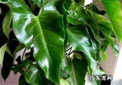 心叶蔓绿绒图片 长心叶蔓绿绒养护有哪些要点