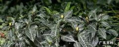 绿植斑马的养殖方法 斑马花的养殖方法和注意事项