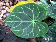 花烛的养护和浇水方法 水晶花烛养护有哪些要点