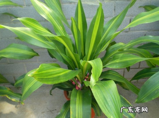 巴西铁怎么养护 巴西铁怎么养
