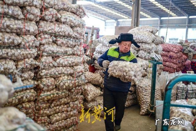 金乡大蒜的最新价格是多少一斤?
