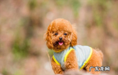 泰迪4个月能看出体型吗 泰迪2个月的能看出是什么体型吗