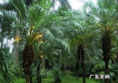 针葵的养护方法 针葵的养殖方法