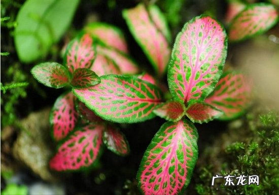 虎纹椒草怎么养 培养乳纹椒草与红网纹草有哪些要点