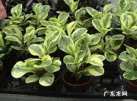 虎纹椒草怎么养 乳纹椒草养护有哪些要点