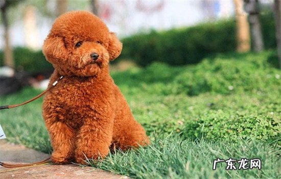 泰迪跟比熊养哪个好 比熊和泰迪哪个好养些