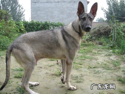 四个月狼青多大正常 狼青犬长大需要几个月