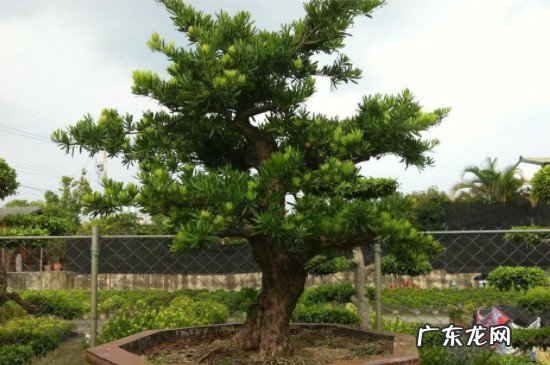 罗汉松多大开始做造型 怎样给罗汉松初次造型