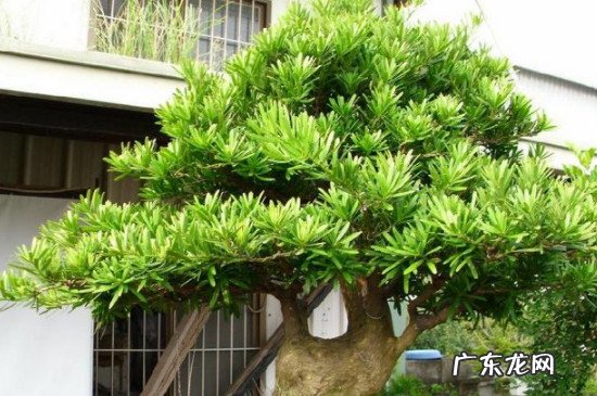 罗汉松多大开始做造型 怎样给罗汉松初次造型