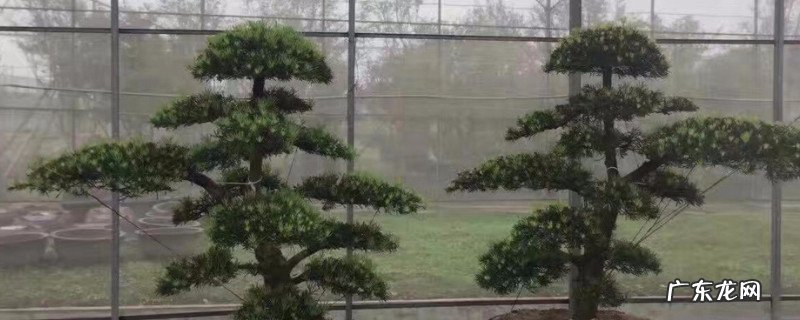 罗汉松多大开始做造型 怎样给罗汉松初次造型