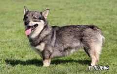 犬一岁是一年吗 犬的一年等于多少岁