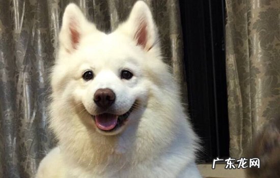 中华田园犬12个品种图 卡南犬和土狗的区别