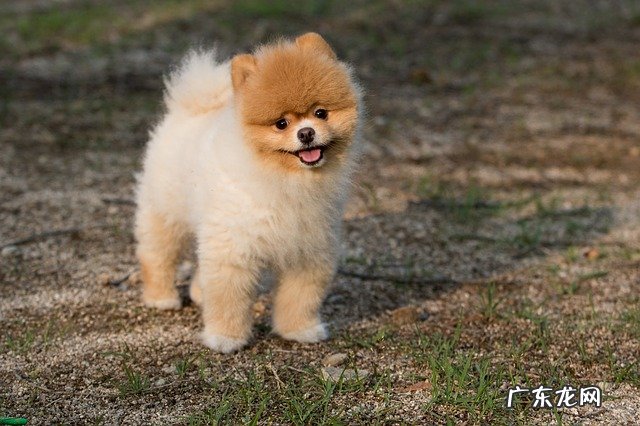 吉娃娃和小鹿犬哪个好养 吉娃娃和小鹿犬的区别