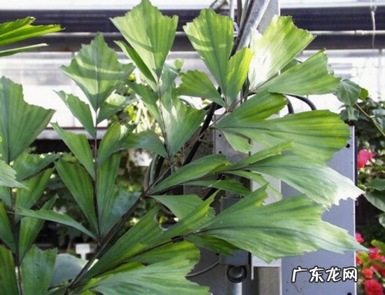 凤尾葵的养殖方法 鱼尾葵的养殖方法和注意事项