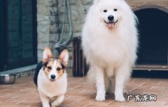 免费领养狗狗正规网 领养宠物狗免费的地方在哪里