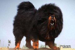 小藏獒长什么样子 怎么挑选小藏獒