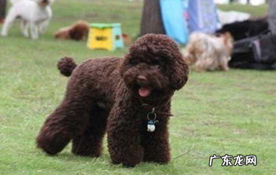 贵宾犬喜欢摸哪里 贵宾犬喜欢怎样的主人
