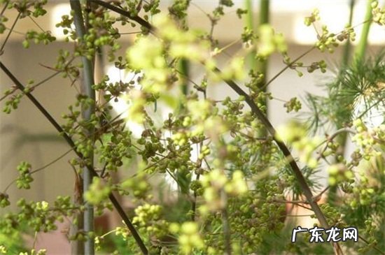 蓬莱松黄叶了怎么办 蓬莱松叶子发黄怎么办
