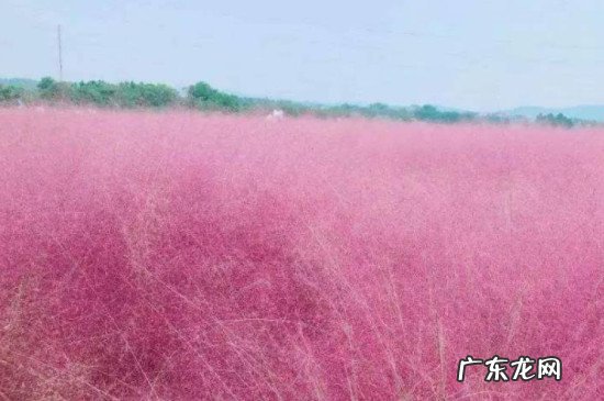 粉黛草 百科 粉黛子草是什么草