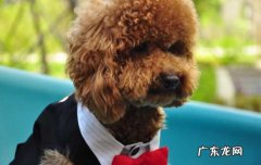 中型贵宾犬能长多大 巨型贵宾犬有多大