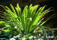 蕨类植物养殖注意事项 绝对有用 过山蕨的养殖方法和注意事项