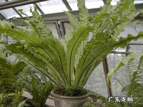 江南星蕨的化学成分 江南星蕨的养殖方法