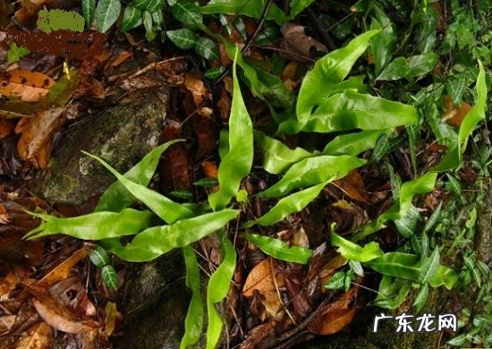 江南星蕨的化学成分 江南星蕨的养殖方法