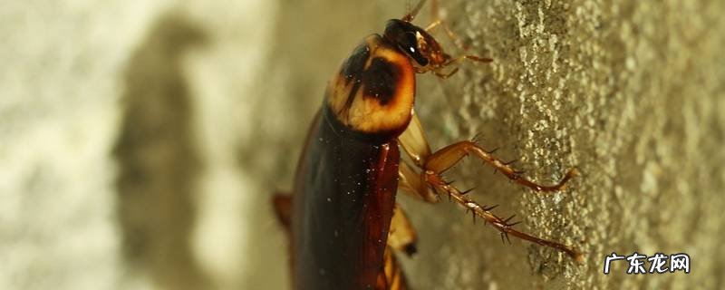 蟑螂留下的黑点是什么,蟑螂的黑点点是什么东东