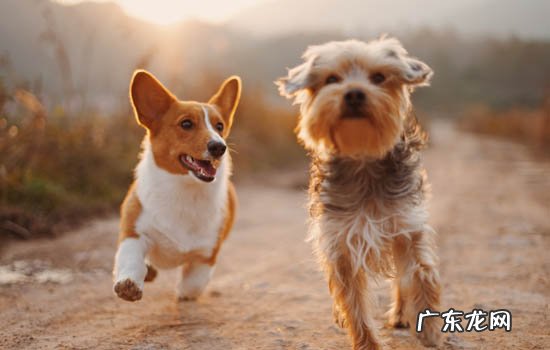 中亚犬几岁开始凶 中亚犬几个月就凶了