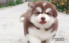 细犬为什么被禁养 细狗聪明吗