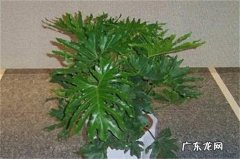 春芋和春羽一样吗 春羽和春芋的区别