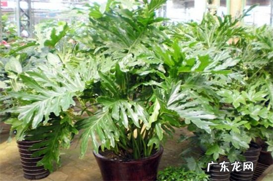 春羽浇水的正确方法 春羽怎么施肥