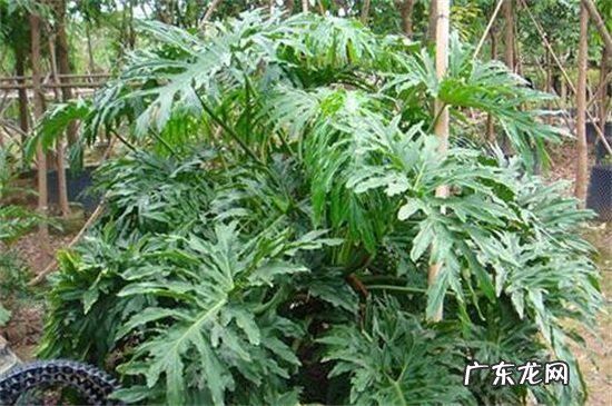 春羽浇水的正确方法 春羽怎么施肥