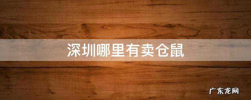 深圳哪里有卖仓鼠