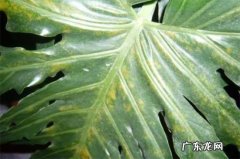 羽蛾是害虫吗 春羽有哪些病虫害