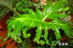 春羽烂根后处理方法 春羽叶子腐烂怎么办
